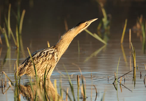 RSPB Minsmere