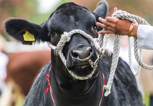 Suffolk Show