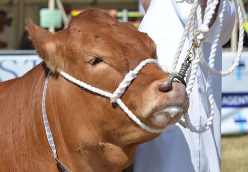 Tendring Show