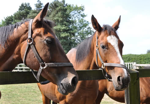 The Newmarket Gallops