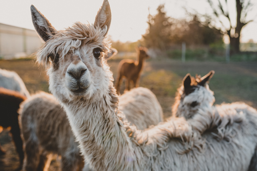 Visit Easton Farm Park